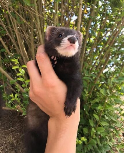 ferrets for sale, buy ferrets online, pet ferrets, baby ferrets, ferret kits, ferret breeders, adopt a ferret, ferret pets, ferret shop, ferrets near me, albino ferrets, sable ferrets, male ferrets, female ferrets, exotic pets, small pets, ferret adoption, healthy ferrets, tame ferrets, hand-raised ferrets, playful ferrets, cute ferrets, ferret store, pet store ferrets, ferret companions, home pets, live ferrets, ferret babies, where to buy ferrets