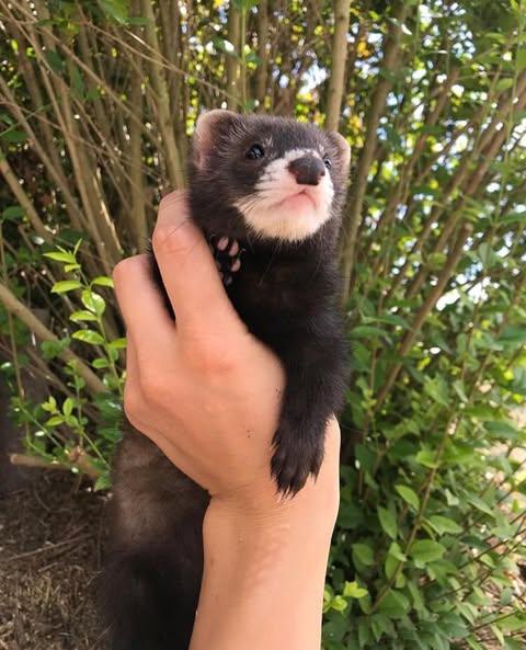ferrets for sale, buy ferrets online, pet ferrets, baby ferrets, ferret kits, ferret breeders, adopt a ferret, ferret pets, ferret shop, ferrets near me, albino ferrets, sable ferrets, male ferrets, female ferrets, exotic pets, small pets, ferret adoption, healthy ferrets, tame ferrets, hand-raised ferrets, playful ferrets, cute ferrets, ferret store, pet store ferrets, ferret companions, home pets, live ferrets, ferret babies, where to buy ferrets