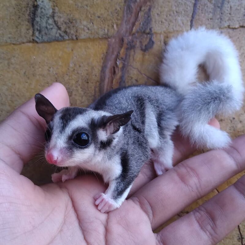 Buy a sugar glider near me. Sugar Glider, Sugar Gliders for Sale, Baby Sugar Glider, Sugar Glider Joey, Tame Sugar Glider, Friendly Sugar Glider, Bonded Sugar Gliders, Hand-Raised Sugar Glider, Male Sugar Glider, Female Sugar Glider, Sugar Glider Pair for Sale, Pocket Pet, Small Exotic Pet, Exotic Pets for Sale, Nocturnal Pet, Low Maintenance Pet, Pet Glider, Buy Sugar Glider Online