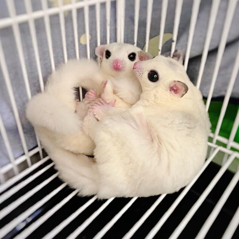 Sugar Glider, Sugar Gliders for Sale, Baby Sugar Glider, Sugar Glider Joey, Tame Sugar Glider, Friendly Sugar Glider, Bonded Sugar Gliders, Hand-Raised Sugar Glider, Male Sugar Glider, Female Sugar Glider, Sugar Glider Pair for Sale, Pocket Pet, Small Exotic Pet, Exotic Pets for Sale, Nocturnal Pet, Low Maintenance Pet, Pet Glider, Buy Sugar Glider Online
