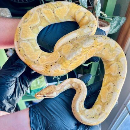 Banana Ball Python for Sale