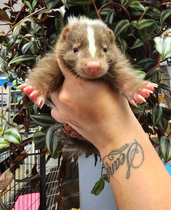 Baby skunks for sale, Skunk, Skunks for Sale, Pet Skunk, Baby Skunk for Sale, Tame Skunk, Friendly Skunk, Hand-Raised Skunk, Domestic Skunk, Buy Skunk, Adopt Skunk, Legal Skunk for Sale, Skunk Near Me, Skunk USA, Skunk Texas, Skunk Florida, Skunk California, USDA Licensed Skunk, Skunk Breeder, Skunk Kit for Sale, Pet Skunk for Adoption, Exotic Pets for Sale, Small Exotic Pets, Legal Exotic Animals, Cute Exotic Animals, Unique Pets for Sale, Affordable Skunk, Rare Exotic Pets, Order Pet Skunk Online, Skunk Shipping Available, Domestic Skunk Breeder, Home Raised Skunk, De-Scented Skunk for Sale, Legal Pet Skunk States, Exotic Animal Breeder, Skunk as Pet, Skunk Pet Near Me, Baby Skunk Adoption