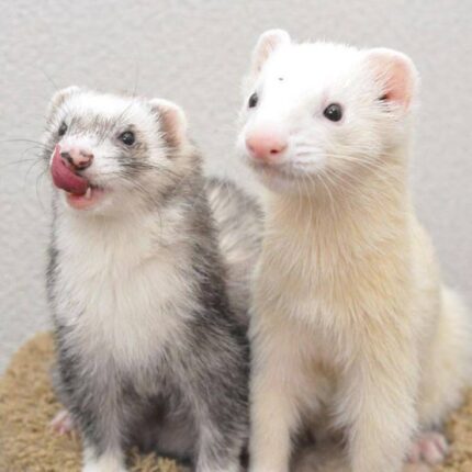ferrets for sale, buy ferrets online, pet ferrets, baby ferrets, ferret kits, ferret breeders, adopt a ferret, ferret pets, ferret shop, ferrets near me, albino ferrets, sable ferrets, male ferrets, female ferrets, exotic pets, small pets, ferret adoption, healthy ferrets, tame ferrets, hand-raised ferrets, playful ferrets, cute ferrets, ferret store, pet store ferrets, ferret companions, home pets, live ferrets, ferret babies, where to buy ferrets