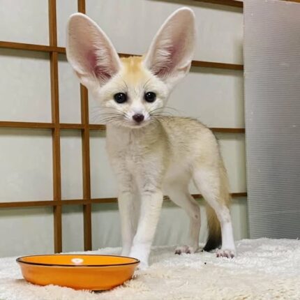 Fennec Fox, Fennec Fox for Sale, Baby Fennec Fox, Buy Fennec Fox, Adopt Fennec Fox, Exotic Fox for Sale, Small Exotic Pet, Fennec Fox Kit, Fennec Fox Pet, USDA Licensed Fennec Fox, Legal Fennec Fox for Sale, Fennec Fox Near Me, Fennec Fox USA, Fennec Fox Texas, Fennec Fox Florida, Fennec Fox California, Friendly Fennec Fox, Tame Fennec Fox, Fennec Fox Breeder, Affordable Fennec Fox, Rare Exotic Pet, Cute Exotic Animal, Pocket Fox, Fox Kit for Sale, Exotic Animal Breeder, Legal Exotic Pets, House Fox, Tiny Fox for Sale, Buy Exotic Pets Online, Fennec Fox for Adoption, Pet Fox for Sale, Fennec Fox Online, Exotic Pets Near Me, Desert Fox Pet