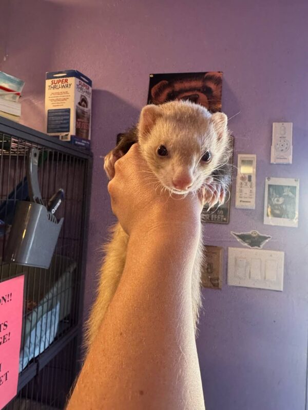 ferrets for sale, buy ferrets online, pet ferrets, baby ferrets, ferret kits, ferret breeders, adopt a ferret, ferret pets, ferret shop, ferrets near me, albino ferrets, sable ferrets, male ferrets, female ferrets, exotic pets, small pets, ferret adoption, healthy ferrets, tame ferrets, hand-raised ferrets, playful ferrets, cute ferrets, ferret store, pet store ferrets, ferret companions, home pets, live ferrets, ferret babies, where to buy ferrets