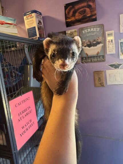 ferrets for sale, buy ferrets online, pet ferrets, baby ferrets, ferret kits, ferret breeders, adopt a ferret, ferret pets, ferret shop, ferrets near me, albino ferrets, sable ferrets, male ferrets, female ferrets, exotic pets, small pets, ferret adoption, healthy ferrets, tame ferrets, hand-raised ferrets, playful ferrets, cute ferrets, ferret store, pet store ferrets, ferret companions, home pets, live ferrets, ferret babies, where to buy ferrets