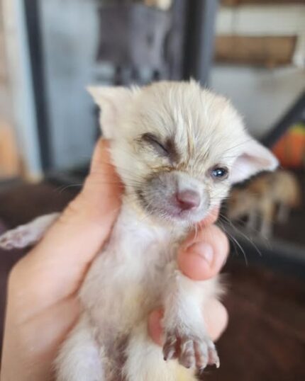 Fennec Fox, Fennec Fox for Sale, Baby Fennec Fox, Buy Fennec Fox, Adopt Fennec Fox, Exotic Fox for Sale, Small Exotic Pet, Fennec Fox Kit, Fennec Fox Pet, USDA Licensed Fennec Fox, Legal Fennec Fox for Sale, Fennec Fox Near Me, Fennec Fox USA, Fennec Fox Texas, Fennec Fox Florida, Fennec Fox California, Friendly Fennec Fox, Tame Fennec Fox, Fennec Fox Breeder, Affordable Fennec Fox, Rare Exotic Pet, Cute Exotic Animal, Pocket Fox, Fox Kit for Sale, Exotic Animal Breeder, Legal Exotic Pets, House Fox, Tiny Fox for Sale, Buy Exotic Pets Online, Fennec Fox for Adoption, Pet Fox for Sale, Fennec Fox Online, Exotic Pets Near Me, Desert Fox Pet