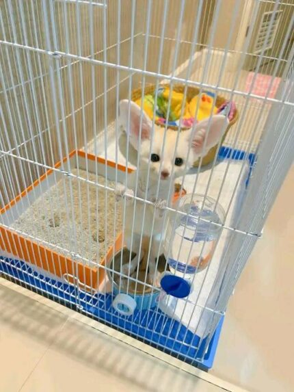 Fennec Fox, Fennec Fox for Sale, Baby Fennec Fox, Buy Fennec Fox, Adopt Fennec Fox, Exotic Fox for Sale, Small Exotic Pet, Fennec Fox Kit, Fennec Fox Pet, USDA Licensed Fennec Fox, Legal Fennec Fox for Sale, Fennec Fox Near Me, Fennec Fox USA, Fennec Fox Texas, Fennec Fox Florida, Fennec Fox California, Friendly Fennec Fox, Tame Fennec Fox, Fennec Fox Breeder, Affordable Fennec Fox, Rare Exotic Pet, Cute Exotic Animal, Pocket Fox, Fox Kit for Sale, Exotic Animal Breeder, Legal Exotic Pets, House Fox, Tiny Fox for Sale, Buy Exotic Pets Online, Fennec Fox for Adoption, Pet Fox for Sale, Fennec Fox Online, Exotic Pets Near Me, Desert Fox Pet