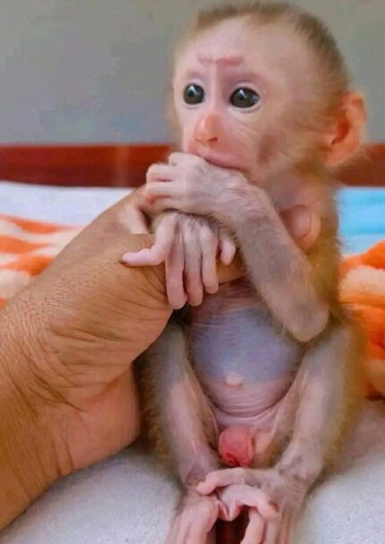 Capuchin Monkey, Capuchin Monkey for Sale, Baby Capuchin Monkey, Tame Capuchin Monkey, Friendly Capuchin Monkey, Trained Capuchin Monkey, Hand-Raised Capuchin Monkey, Pet Capuchin Monkey, Buy Capuchin Monkey, Adopt Capuchin Monkey, Capuchin Monkey Near Me, Legal Capuchin Monkey, USDA Licensed Capuchin Monkey, Capuchin Monkey Breeder, Affordable Capuchin Monkey, Capuchin Monkey Kit, Capuchin Monkey USA, Capuchin Monkey Texas, Capuchin Monkey Florida, Capuchin Monkey California, Monkey for Sale Near Me, Pet Monkey for Sale, Small Monkey for Sale, Exotic Monkey for Sale, Exotic Pets for Sale, Legal Exotic Pets, Monkey Pet Legal States, Capuchin Monkey Online, Capuchin Monkey Shipping Available, Capuchin Monkey Delivered, Cute Exotic Animals, Rare Exotic Pets, Exotic Animal Breeder, Capuchin Monkey Adoption, Monkey Companion, Trained Monkey for Sale, Baby Monkey for Adoption