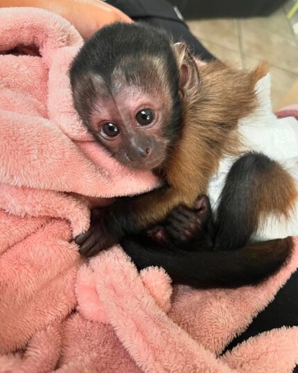 Capuchin Monkey, Capuchin Monkey for Sale, Baby Capuchin Monkey, Buy Capuchin Monkey, Adopt Capuchin Monkey, Tame Capuchin Monkey, Friendly Capuchin Monkey, Trained Capuchin Monkey, Hand-Raised Capuchin Monkey, Capuchin Monkey Pet, USDA Licensed Capuchin Monkey, Legal Capuchin Monkey for Sale, Capuchin Monkey Near Me, Capuchin Monkey USA, Capuchin Monkey Texas, Capuchin Monkey Florida, Capuchin Monkey California, Exotic Pets for Sale, Monkey for Sale Near Me, Capuchin Monkey Online, Small Monkeys for Sale, Pet Monkey for Sale, Buy Exotic Pets Online, Affordable Capuchin Monkey, Mini Monkey for Sale, Capuchin Monkey Breeder, Capuchin Monkey Pair for Sale, Monkey Pet Legal States, Baby Monkey for Adoption, Cute Exotic Animals, Capuchin Monkey Shipping Available, Exotic Animal Breeder, Legal Exotic Monkeys