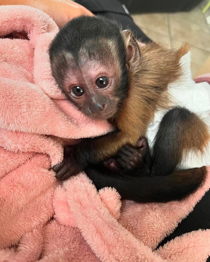 Capuchin Monkey, Capuchin Monkey for Sale, Baby Capuchin Monkey, Buy Capuchin Monkey, Adopt Capuchin Monkey, Tame Capuchin Monkey, Friendly Capuchin Monkey, Trained Capuchin Monkey, Hand-Raised Capuchin Monkey, Capuchin Monkey Pet, USDA Licensed Capuchin Monkey, Legal Capuchin Monkey for Sale, Capuchin Monkey Near Me, Capuchin Monkey USA, Capuchin Monkey Texas, Capuchin Monkey Florida, Capuchin Monkey California, Exotic Pets for Sale, Monkey for Sale Near Me, Capuchin Monkey Online, Small Monkeys for Sale, Pet Monkey for Sale, Buy Exotic Pets Online, Affordable Capuchin Monkey, Mini Monkey for Sale, Capuchin Monkey Breeder, Capuchin Monkey Pair for Sale, Monkey Pet Legal States, Baby Monkey for Adoption, Cute Exotic Animals, Capuchin Monkey Shipping Available, Exotic Animal Breeder, Legal Exotic Monkeys