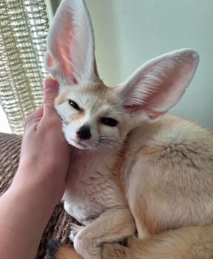 Fennec Fox, Fennec Fox for Sale, Baby Fennec Fox, Buy Fennec Fox, Adopt Fennec Fox, Exotic Fox for Sale, Small Exotic Pet, Fennec Fox Kit, Fennec Fox Pet, USDA Licensed Fennec Fox, Legal Fennec Fox for Sale, Fennec Fox Near Me, Fennec Fox USA, Fennec Fox Texas, Fennec Fox Florida, Fennec Fox California, Friendly Fennec Fox, Tame Fennec Fox, Fennec Fox Breeder, Affordable Fennec Fox, Rare Exotic Pet, Cute Exotic Animal, Pocket Fox, Fox Kit for Sale, Exotic Animal Breeder, Legal Exotic Pets, House Fox, Tiny Fox for Sale, Buy Exotic Pets Online, Fennec Fox for Adoption, Pet Fox for Sale, Fennec Fox Online, Exotic Pets Near Me, Desert Fox Pet