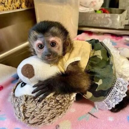 Capuchin Monkey, Capuchin Monkey for Sale, Baby Capuchin Monkey, Buy Capuchin Monkey, Adopt Capuchin Monkey, Tame Capuchin Monkey, Friendly Capuchin Monkey, Trained Capuchin Monkey, Hand-Raised Capuchin Monkey, Capuchin Monkey Pet, USDA Licensed Capuchin Monkey, Legal Capuchin Monkey for Sale, Capuchin Monkey Near Me, Capuchin Monkey USA, Capuchin Monkey Texas, Capuchin Monkey Florida, Capuchin Monkey California, Exotic Pets for Sale, Monkey for Sale Near Me, Capuchin Monkey Online, Small Monkeys for Sale, Pet Monkey for Sale, Buy Exotic Pets Online, Affordable Capuchin Monkey, Mini Monkey for Sale, Capuchin Monkey Breeder, Capuchin Monkey Pair for Sale, Monkey Pet Legal States, Baby Monkey for Adoption, Cute Exotic Animals, Capuchin Monkey Shipping Available, Exotic Animal Breeder, Legal Exotic Monkeys