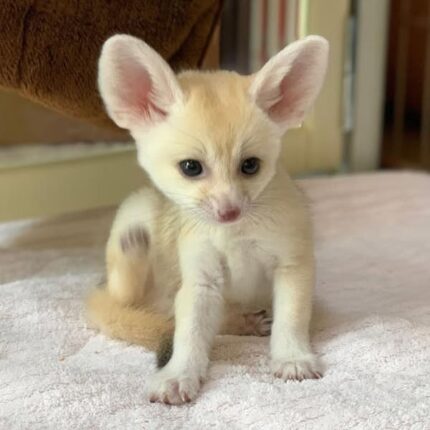 Fennec Fox, Fennec Fox for Sale, Baby Fennec Fox, Buy Fennec Fox, Adopt Fennec Fox, Exotic Fox for Sale, Small Exotic Pet, Fennec Fox Kit, Fennec Fox Pet, USDA Licensed Fennec Fox, Legal Fennec Fox for Sale, Fennec Fox Near Me, Fennec Fox USA, Fennec Fox Texas, Fennec Fox Florida, Fennec Fox California, Friendly Fennec Fox, Tame Fennec Fox, Fennec Fox Breeder, Affordable Fennec Fox, Rare Exotic Pet, Cute Exotic Animal, Pocket Fox, Fox Kit for Sale, Exotic Animal Breeder, Legal Exotic Pets, House Fox, Tiny Fox for Sale, Buy Exotic Pets Online, Fennec Fox for Adoption, Pet Fox for Sale, Fennec Fox Online, Exotic Pets Near Me, Desert Fox Pet