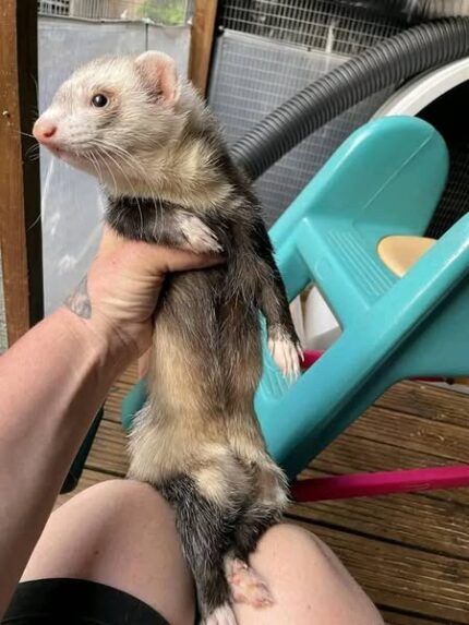 ferrets for sale, buy ferrets online, pet ferrets, baby ferrets, ferret kits, ferret breeders, adopt a ferret, ferret pets, ferret shop, ferrets near me, albino ferrets, sable ferrets, male ferrets, female ferrets, exotic pets, small pets, ferret adoption, healthy ferrets, tame ferrets, hand-raised ferrets, playful ferrets, cute ferrets, ferret store, pet store ferrets, ferret companions, home pets, live ferrets, ferret babies, where to buy ferrets