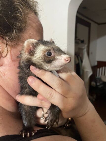 ferrets for sale, buy ferrets online, pet ferrets, baby ferrets, ferret kits, ferret breeders, adopt a ferret, ferret pets, ferret shop, ferrets near me, albino ferrets, sable ferrets, male ferrets, female ferrets, exotic pets, small pets, ferret adoption, healthy ferrets, tame ferrets, hand-raised ferrets, playful ferrets, cute ferrets, ferret store, pet store ferrets, ferret companions, home pets, live ferrets, ferret babies, where to buy ferrets