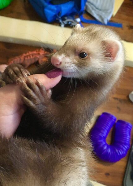 ferrets for sale, buy ferrets online, pet ferrets, baby ferrets, ferret kits, ferret breeders, adopt a ferret, ferret pets, ferret shop, ferrets near me, albino ferrets, sable ferrets, male ferrets, female ferrets, exotic pets, small pets, ferret adoption, healthy ferrets, tame ferrets, hand-raised ferrets, playful ferrets, cute ferrets, ferret store, pet store ferrets, ferret companions, home pets, live ferrets, ferret babies, where to buy ferrets