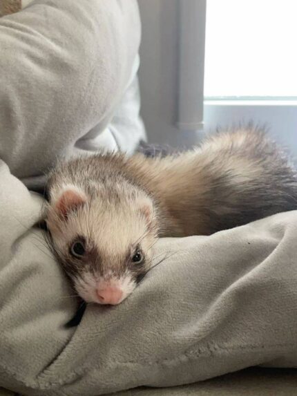 ferrets for sale, buy ferrets online, pet ferrets, baby ferrets, ferret kits, ferret breeders, adopt a ferret, ferret pets, ferret shop, ferrets near me, albino ferrets, sable ferrets, male ferrets, female ferrets, exotic pets, small pets, ferret adoption, healthy ferrets, tame ferrets, hand-raised ferrets, playful ferrets, cute ferrets, ferret store, pet store ferrets, ferret companions, home pets, live ferrets, ferret babies, where to buy ferrets
