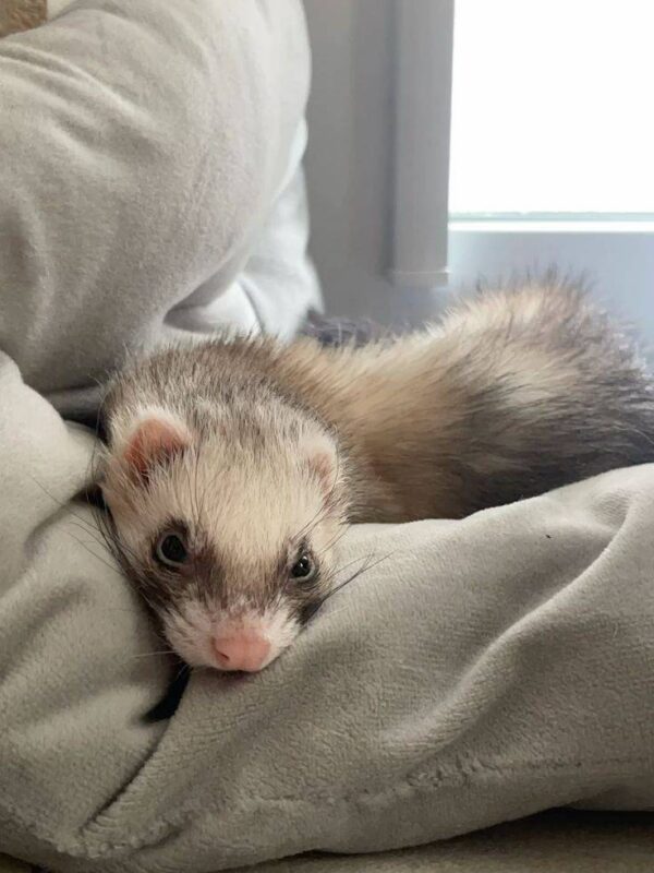 ferrets for sale, buy ferrets online, pet ferrets, baby ferrets, ferret kits, ferret breeders, adopt a ferret, ferret pets, ferret shop, ferrets near me, albino ferrets, sable ferrets, male ferrets, female ferrets, exotic pets, small pets, ferret adoption, healthy ferrets, tame ferrets, hand-raised ferrets, playful ferrets, cute ferrets, ferret store, pet store ferrets, ferret companions, home pets, live ferrets, ferret babies, where to buy ferrets