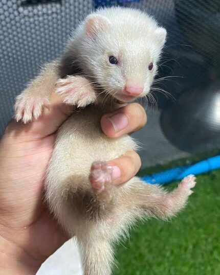 ferrets for sale, buy ferrets online, pet ferrets, baby ferrets, ferret kits, ferret breeders, adopt a ferret, ferret pets, ferret shop, ferrets near me, albino ferrets, sable ferrets, male ferrets, female ferrets, exotic pets, small pets, ferret adoption, healthy ferrets, tame ferrets, hand-raised ferrets, playful ferrets, cute ferrets, ferret store, pet store ferrets, ferret companions, home pets, live ferrets, ferret babies, where to buy ferrets