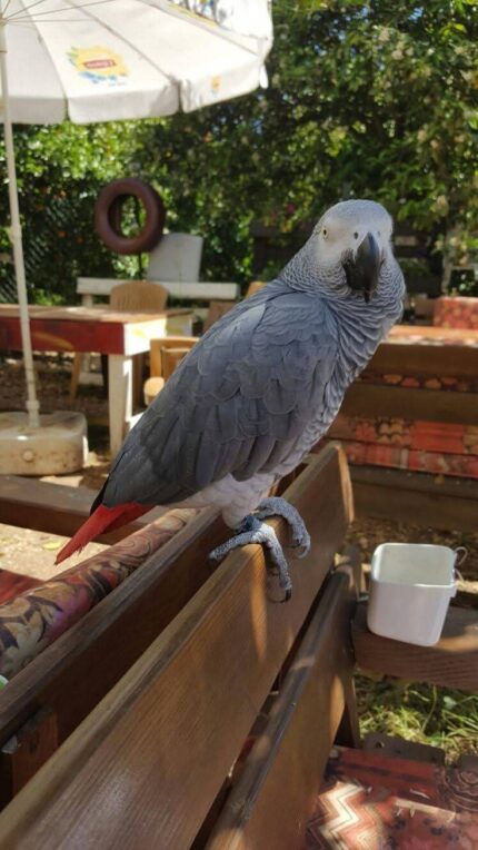 Adopt African Grey Parrot, Adopt African Grey Parrot, Affordable African Grey, African Grey Breeder, African Grey Breeder, African Grey Parrot, African Grey Parrot, African Grey Parrot for Sale, Baby African Grey Parrot, Buy African Grey Parrot, Congo African Grey, Exotic Birds for Sale, Hand Tamed Parrot, Parrot Breeder Near Me, Smart Parrot, Talking Parrot for Sale, Tame African Grey Parrot, Timneh African Grey, Trained Parrots for Sale,Exotic Pets for Sale, Companion Bird, Bird Lover Gift, Parrot Enthusiast, Pet Store Birds
