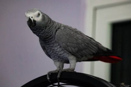 Adopt African Grey Parrot, Adopt African Grey Parrot, Affordable African Grey, African Grey Breeder, African Grey Breeder, African Grey Parrot, African Grey Parrot, African Grey Parrot for Sale, Baby African Grey Parrot, Buy African Grey Parrot, Congo African Grey, Exotic Birds for Sale, Hand Tamed Parrot, Parrot Breeder Near Me, Smart Parrot, Talking Parrot for Sale, Tame African Grey Parrot, Timneh African Grey, Trained Parrots for Sale,Exotic Pets for Sale, Companion Bird, Bird Lover Gift, Parrot Enthusiast, Pet Store Birds