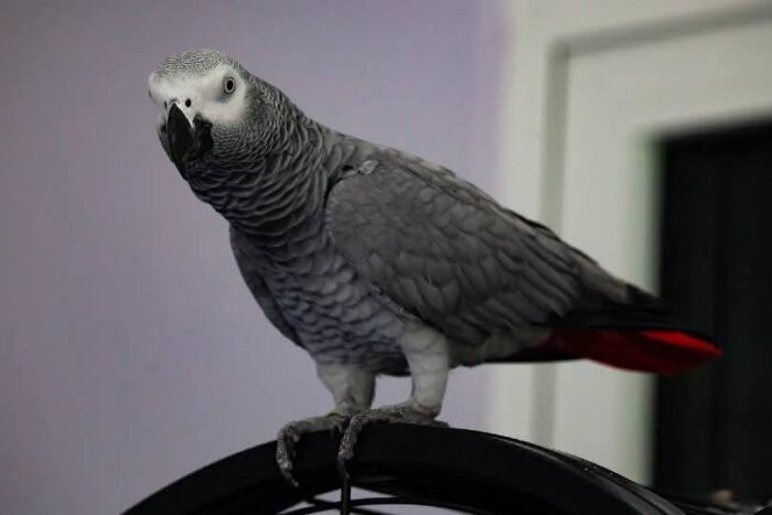 Adopt African Grey Parrot, Adopt African Grey Parrot, Affordable African Grey, African Grey Breeder, African Grey Breeder, African Grey Parrot, African Grey Parrot, African Grey Parrot for Sale, Baby African Grey Parrot, Buy African Grey Parrot, Congo African Grey, Exotic Birds for Sale, Hand Tamed Parrot, Parrot Breeder Near Me, Smart Parrot, Talking Parrot for Sale, Tame African Grey Parrot, Timneh African Grey, Trained Parrots for Sale,Exotic Pets for Sale, Companion Bird, Bird Lover Gift, Parrot Enthusiast, Pet Store Birds