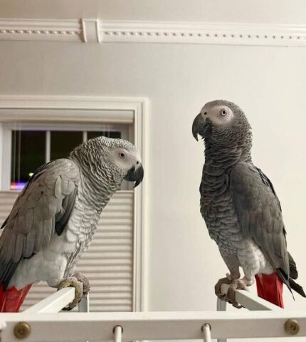 Adopt African Grey Parrot, Adopt African Grey Parrot, Affordable African Grey, African Grey Breeder, African Grey Breeder, African Grey Parrot, African Grey Parrot, African Grey Parrot for Sale, Baby African Grey Parrot, Buy African Grey Parrot, Congo African Grey, Exotic Birds for Sale, Hand Tamed Parrot, Parrot Breeder Near Me, Smart Parrot, Talking Parrot for Sale, Tame African Grey Parrot, Timneh African Grey, Trained Parrots for Sale,Exotic Pets for Sale, Companion Bird, Bird Lover Gift, Parrot Enthusiast, Pet Store Birds