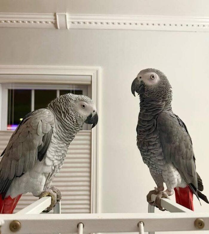 Adopt African Grey Parrot, Adopt African Grey Parrot, Affordable African Grey, African Grey Breeder, African Grey Breeder, African Grey Parrot, African Grey Parrot, African Grey Parrot for Sale, Baby African Grey Parrot, Buy African Grey Parrot, Congo African Grey, Exotic Birds for Sale, Hand Tamed Parrot, Parrot Breeder Near Me, Smart Parrot, Talking Parrot for Sale, Tame African Grey Parrot, Timneh African Grey, Trained Parrots for Sale,Exotic Pets for Sale, Companion Bird, Bird Lover Gift, Parrot Enthusiast, Pet Store Birds