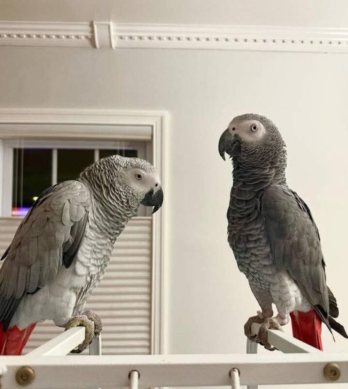 Adopt African Grey Parrot, Adopt African Grey Parrot, Affordable African Grey, African Grey Breeder, African Grey Breeder, African Grey Parrot, African Grey Parrot, African Grey Parrot for Sale, Baby African Grey Parrot, Buy African Grey Parrot, Congo African Grey, Exotic Birds for Sale, Hand Tamed Parrot, Parrot Breeder Near Me, Smart Parrot, Talking Parrot for Sale, Tame African Grey Parrot, Timneh African Grey, Trained Parrots for Sale,Exotic Pets for Sale, Companion Bird, Bird Lover Gift, Parrot Enthusiast, Pet Store Birds