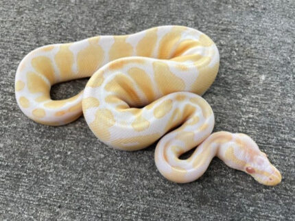 Baby Dreamsicle Ball Python