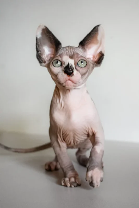 Sphynx kittens for adoption, Sphynx Kitten, Sphynx Kittens for Sale, Hairless Cat, Hairless Kittens for Sale, Sphynx Cat for Sale, Buy Sphynx Kitten, Adopt Sphynx Cat, Sphynx Breeder, TICA Registered Sphynx, Sphynx Kittens Near Me, Sphynx Cat USA, Sphynx Kittens Texas, Sphynx Kittens California, Affordable Sphynx Kittens, Purebred Sphynx Kittens, Hairless Cats for Sale, Sphynx Kittens Online, Sphynx Cat Adoption, Hypoallergenic Cat for Sale, Exotic Cat Breeds, Blue Sphynx Kitten, Pink Sphynx Kitten, Elf Sphynx Kitten, Don Sphynx Cat, Sphynx Kitten Delivery, Friendly Sphynx Kitten, Tame Sphynx Kitten, Baby Sphynx Cat, Unique Cat Breed, Rare Cat for Sale, Sphynx Kitten Shipping Available, Pet Sphynx, Home Raised Sphynx, Hairless Kitten Near Me, Buy Sphynx Cat Online