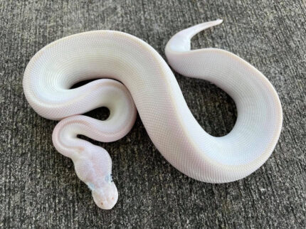 Baby Blue-Eyed Leucistic Ball Python