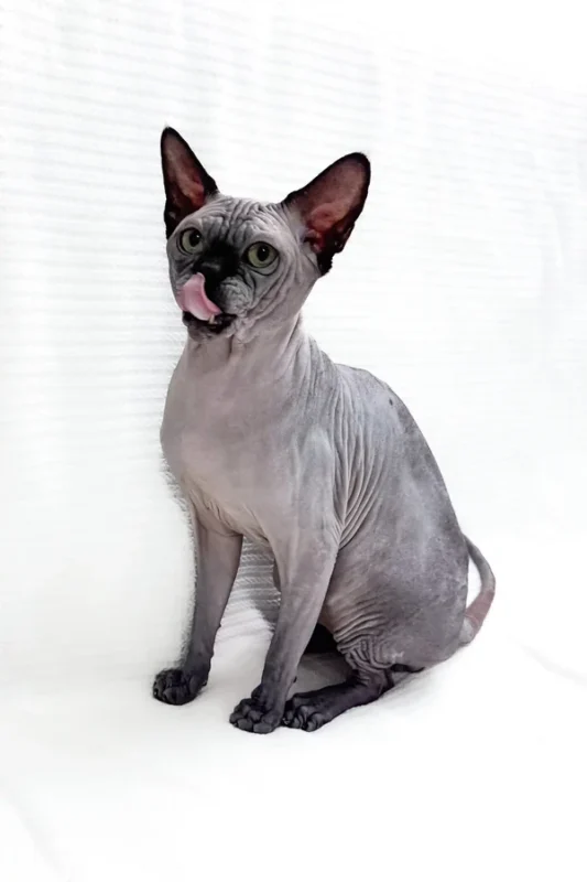 Sphynx kittens near me. Sphynx Kitten, Sphynx Kittens for Sale, Hairless Cat, Hairless Kittens for Sale, Sphynx Cat for Sale, Buy Sphynx Kitten, Adopt Sphynx Cat, Sphynx Breeder, TICA Registered Sphynx, Sphynx Kittens Near Me, Sphynx Cat USA, Sphynx Kittens Texas, Sphynx Kittens California, Affordable Sphynx Kittens, Purebred Sphynx Kittens, Hairless Cats for Sale, Sphynx Kittens Online, Sphynx Cat Adoption, Hypoallergenic Cat for Sale, Exotic Cat Breeds, Blue Sphynx Kitten, Pink Sphynx Kitten, Elf Sphynx Kitten, Don Sphynx Cat, Sphynx Kitten Delivery, Friendly Sphynx Kitten, Tame Sphynx Kitten, Baby Sphynx Cat, Unique Cat Breed, Rare Cat for Sale, Sphynx Kitten Shipping Available, Pet Sphynx, Home Raised Sphynx, Hairless Kitten Near Me, Buy Sphynx Cat Online