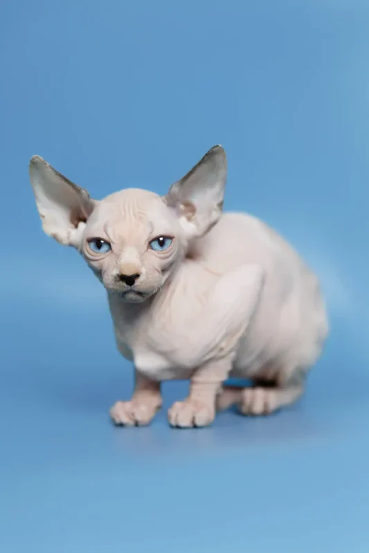 Affordable Sphynx kittens for sale, Sphynx Kitten, Sphynx Kittens for Sale, Hairless Cat, Hairless Kittens for Sale, Sphynx Cat for Sale, Buy Sphynx Kitten, Adopt Sphynx Cat, Sphynx Breeder, TICA Registered Sphynx, Sphynx Kittens Near Me, Sphynx Cat USA, Sphynx Kittens Texas, Sphynx Kittens California, Affordable Sphynx Kittens, Purebred Sphynx Kittens, Hairless Cats for Sale, Sphynx Kittens Online, Sphynx Cat Adoption, Hypoallergenic Cat for Sale, Exotic Cat Breeds, Blue Sphynx Kitten, Pink Sphynx Kitten, Elf Sphynx Kitten, Don Sphynx Cat, Sphynx Kitten Delivery, Friendly Sphynx Kitten, Tame Sphynx Kitten, Baby Sphynx Cat, Unique Cat Breed, Rare Cat for Sale, Sphynx Kitten Shipping Available, Pet Sphynx, Home Raised Sphynx, Hairless Kitten Near Me, Buy Sphynx Cat Online