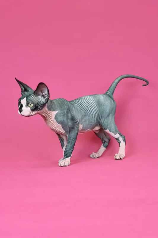 Male and female Sphynx kittens for sale, Sphynx Kitten, Sphynx Kittens for Sale, Hairless Cat, Hairless Kittens for Sale, Sphynx Cat for Sale, Buy Sphynx Kitten, Adopt Sphynx Cat, Sphynx Breeder, TICA Registered Sphynx, Sphynx Kittens Near Me, Sphynx Cat USA, Sphynx Kittens Texas, Sphynx Kittens California, Affordable Sphynx Kittens, Purebred Sphynx Kittens, Hairless Cats for Sale, Sphynx Kittens Online, Sphynx Cat Adoption, Hypoallergenic Cat for Sale, Exotic Cat Breeds, Blue Sphynx Kitten, Pink Sphynx Kitten, Elf Sphynx Kitten, Don Sphynx Cat, Sphynx Kitten Delivery, Friendly Sphynx Kitten, Tame Sphynx Kitten, Baby Sphynx Cat, Unique Cat Breed, Rare Cat for Sale, Sphynx Kitten Shipping Available, Pet Sphynx, Home Raised Sphynx, Hairless Kitten Near Me, Buy Sphynx Cat Online