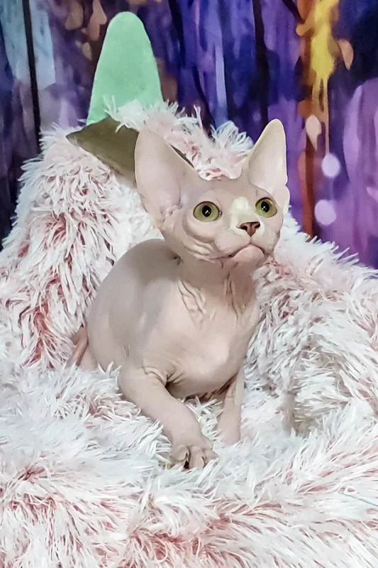 phynx kitten breeder near me, Sphynx Kitten, Sphynx Kittens for Sale, Hairless Cat, Hairless Kittens for Sale, Sphynx Cat for Sale, Buy Sphynx Kitten, Adopt Sphynx Cat, Sphynx Breeder, TICA Registered Sphynx, Sphynx Kittens Near Me, Sphynx Cat USA, Sphynx Kittens Texas, Sphynx Kittens California, Affordable Sphynx Kittens, Purebred Sphynx Kittens, Hairless Cats for Sale, Sphynx Kittens Online, Sphynx Cat Adoption, Hypoallergenic Cat for Sale, Exotic Cat Breeds, Blue Sphynx Kitten, Pink Sphynx Kitten, Elf Sphynx Kitten, Don Sphynx Cat, Sphynx Kitten Delivery, Friendly Sphynx Kitten, Tame Sphynx Kitten, Baby Sphynx Cat, Unique Cat Breed, Rare Cat for Sale, Sphynx Kitten Shipping Available, Pet Sphynx, Home Raised Sphynx, Hairless Kitten Near Me, Buy Sphynx Cat Online