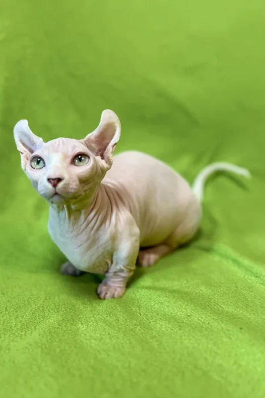 Sphynx Kitten, Sphynx Kittens for Sale, Hairless Cat, Hairless Kittens for Sale, Sphynx Cat for Sale, Buy Sphynx Kitten, Adopt Sphynx Cat, Sphynx Breeder, TICA Registered Sphynx, Sphynx Kittens Near Me, Sphynx Cat USA, Sphynx Kittens Texas, Sphynx Kittens California, Affordable Sphynx Kittens, Purebred Sphynx Kittens, Hairless Cats for Sale, Sphynx Kittens Online, Sphynx Cat Adoption, Hypoallergenic Cat for Sale, Exotic Cat Breeds, Blue Sphynx Kitten, Pink Sphynx Kitten, Elf Sphynx Kitten, Don Sphynx Cat, Sphynx Kitten Delivery, Friendly Sphynx Kitten, Tame Sphynx Kitten, Baby Sphynx Cat, Unique Cat Breed, Rare Cat for Sale, Sphynx Kitten Shipping Available, Pet Sphynx, Home Raised Sphynx, Hairless Kitten Near Me, Buy Sphynx Cat Online