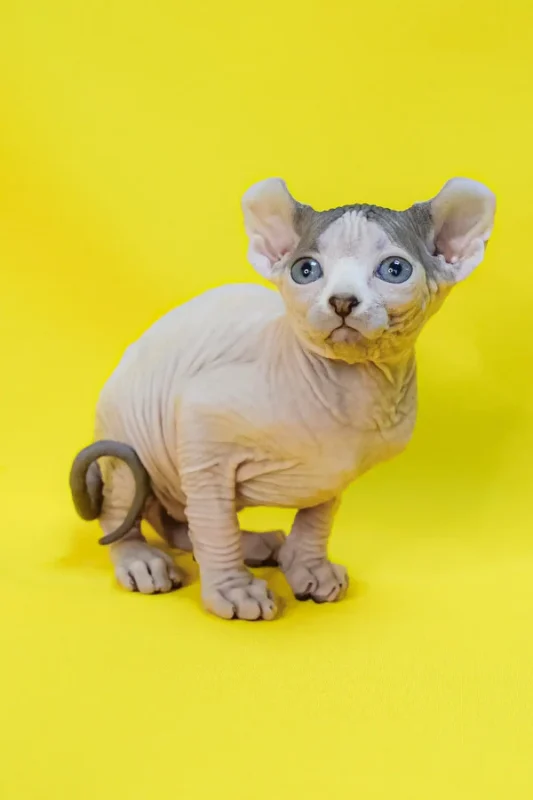 Sphynx cat for sale. Sphynx Kitten, Sphynx Kittens for Sale, Hairless Cat, Hairless Kittens for Sale, Sphynx Cat for Sale, Buy Sphynx Kitten, Adopt Sphynx Cat, Sphynx Breeder, TICA Registered Sphynx, Sphynx Kittens Near Me, Sphynx Cat USA, Sphynx Kittens Texas, Sphynx Kittens California, Affordable Sphynx Kittens, Purebred Sphynx Kittens, Hairless Cats for Sale, Sphynx Kittens Online, Sphynx Cat Adoption, Hypoallergenic Cat for Sale, Exotic Cat Breeds, Blue Sphynx Kitten, Pink Sphynx Kitten, Elf Sphynx Kitten, Don Sphynx Cat, Sphynx Kitten Delivery, Friendly Sphynx Kitten, Tame Sphynx Kitten, Baby Sphynx Cat, Unique Cat Breed, Rare Cat for Sale, Sphynx Kitten Shipping Available, Pet Sphynx, Home Raised Sphynx, Hairless Kitten Near Me, Buy Sphynx Cat Online