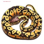 Baby Vanilla Ball Python
