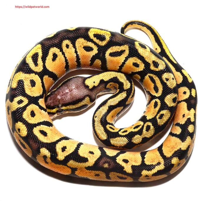 Baby Vanilla Ball Python