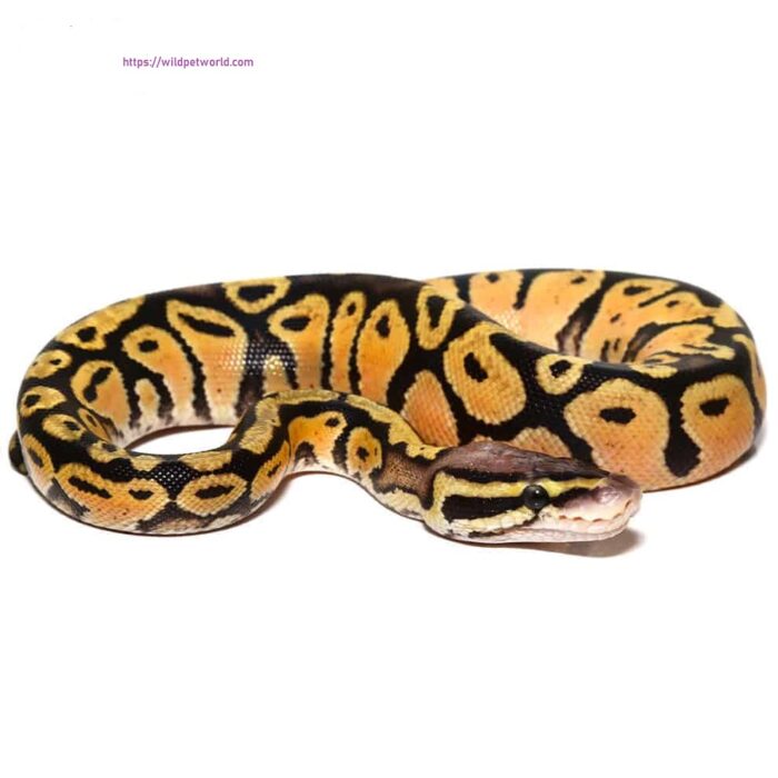 Baby Vanilla Ball Python