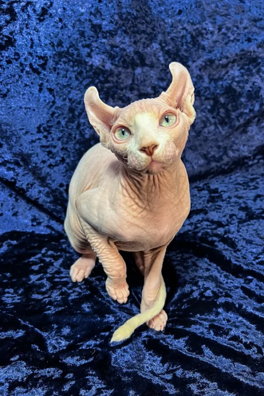 Rare color Sphynx kittens, Sphynx Kitten, Sphynx Kittens for Sale, Hairless Cat, Hairless Kittens for Sale, Sphynx Cat for Sale, Buy Sphynx Kitten, Adopt Sphynx Cat, Sphynx Breeder, TICA Registered Sphynx, Sphynx Kittens Near Me, Sphynx Cat USA, Sphynx Kittens Texas, Sphynx Kittens California, Affordable Sphynx Kittens, Purebred Sphynx Kittens, Hairless Cats for Sale, Sphynx Kittens Online, Sphynx Cat Adoption, Hypoallergenic Cat for Sale, Exotic Cat Breeds, Blue Sphynx Kitten, Pink Sphynx Kitten, Elf Sphynx Kitten, Don Sphynx Cat, Sphynx Kitten Delivery, Friendly Sphynx Kitten, Tame Sphynx Kitten, Baby Sphynx Cat, Unique Cat Breed, Rare Cat for Sale, Sphynx Kitten Shipping Available, Pet Sphynx, Home Raised Sphynx, Hairless Kitten Near Me, Buy Sphynx Cat Online