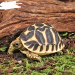 Baby Sri Lankan Star Tortoise for Sale