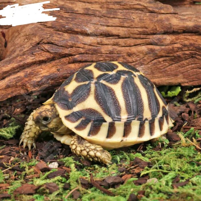 Baby Sri Lankan Star Tortoise for Sale