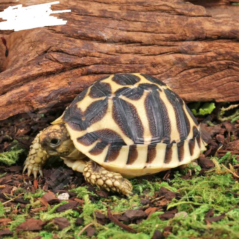 Baby Sri Lankan Star Tortoise for Sale