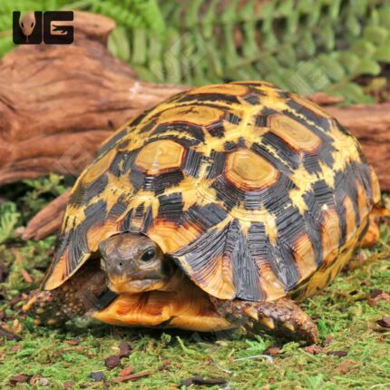 Northern Zombensis Hingeback Tortoise for Sale