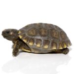 Baby Yellowfoot Tortoise for sale