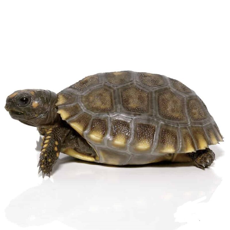Baby Yellowfoot Tortoise for sale