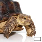 Juvenile Sulcata Tortoise for Sale